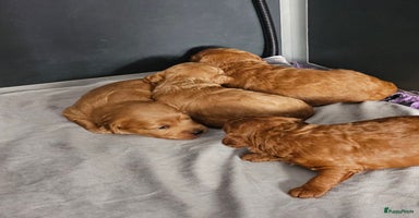 Labradoodle honden - Advertentie 5