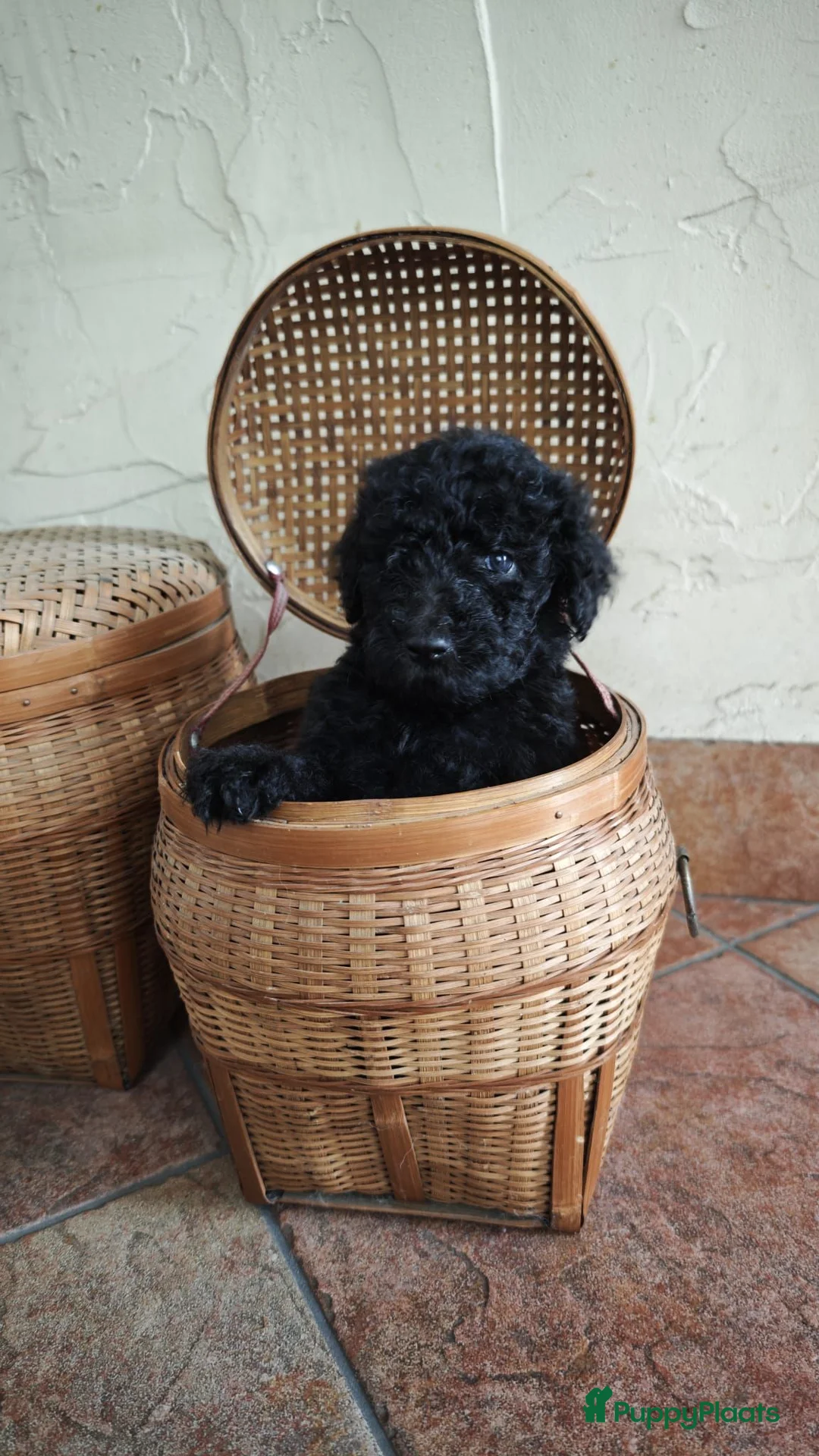 Poedel honden te koop: Nog 2 prachtige sociale koningspoedelpups in Markelo - Advertentie 2