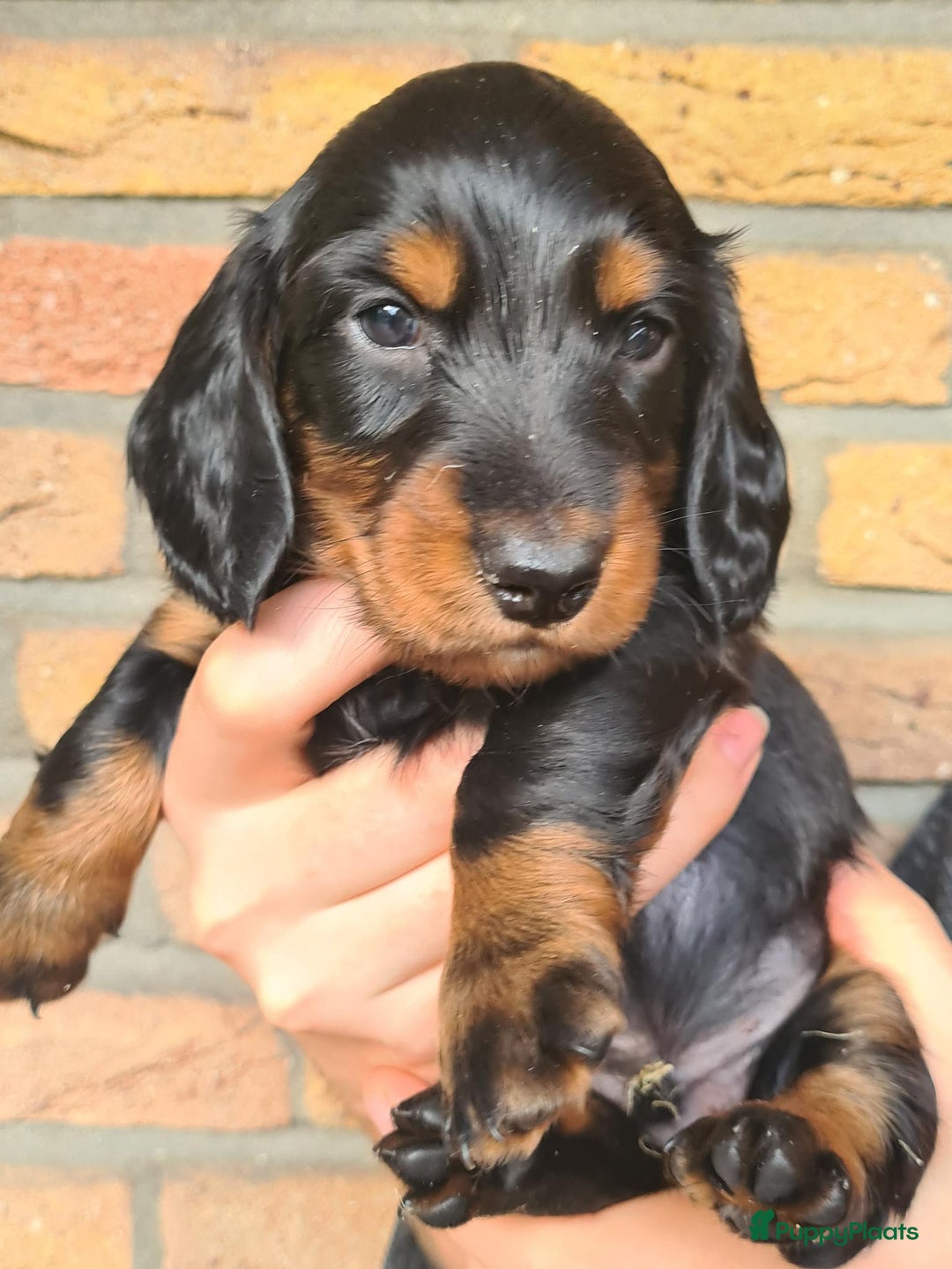 Teckel (langhaar) honden te koop: Eén pup beschikbaar Standaard langhaar teckel pups - Advertentie 20