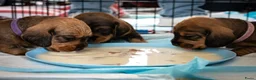 Ruwhaar Teckel honden te koop: Prachtige Ruwharige Teckel pups - Advertentie 36