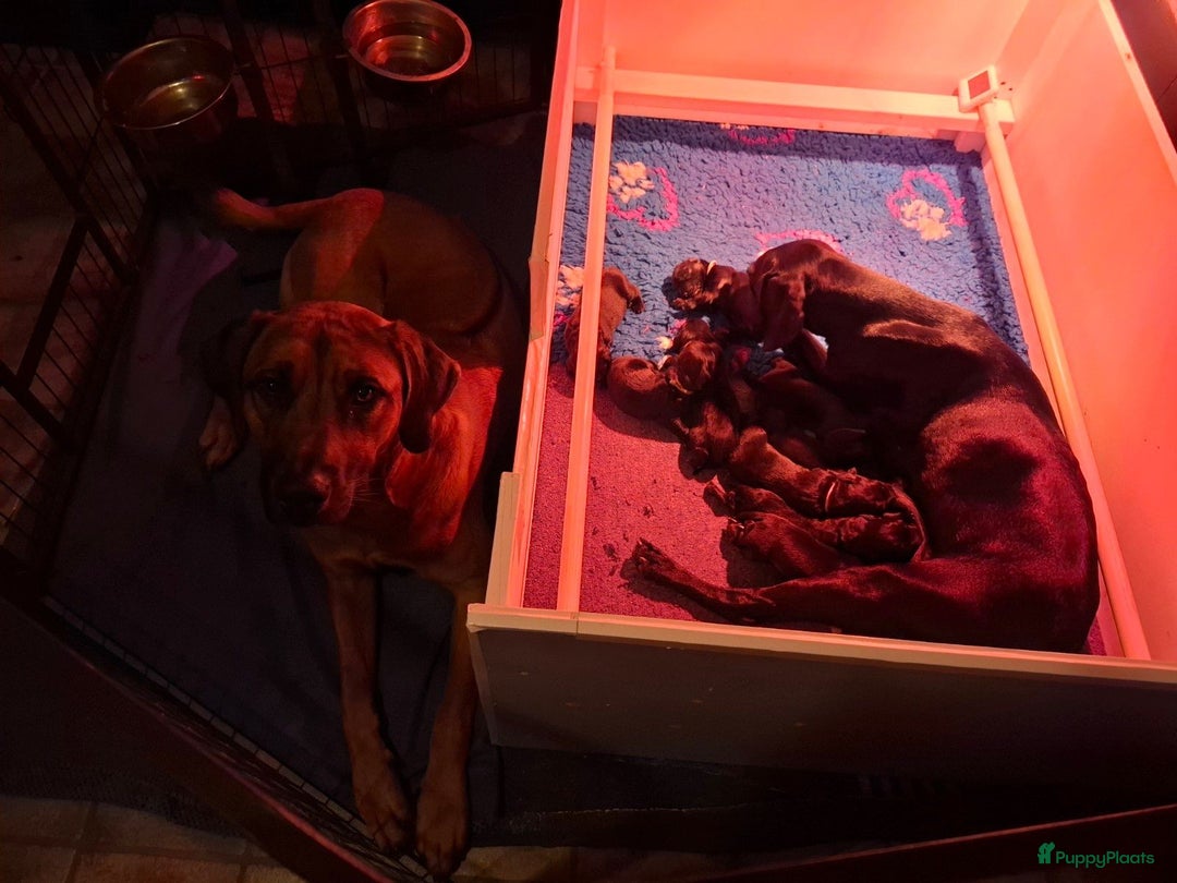 Kruising honden te koop: Duitse staande  x rhodesian ridgeback  - Advertentie 5