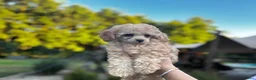 Poedel Toy honden te koop: **Bijzonder Toypoedel Reutje • 15 Weken • FCI** - Advertentie 8