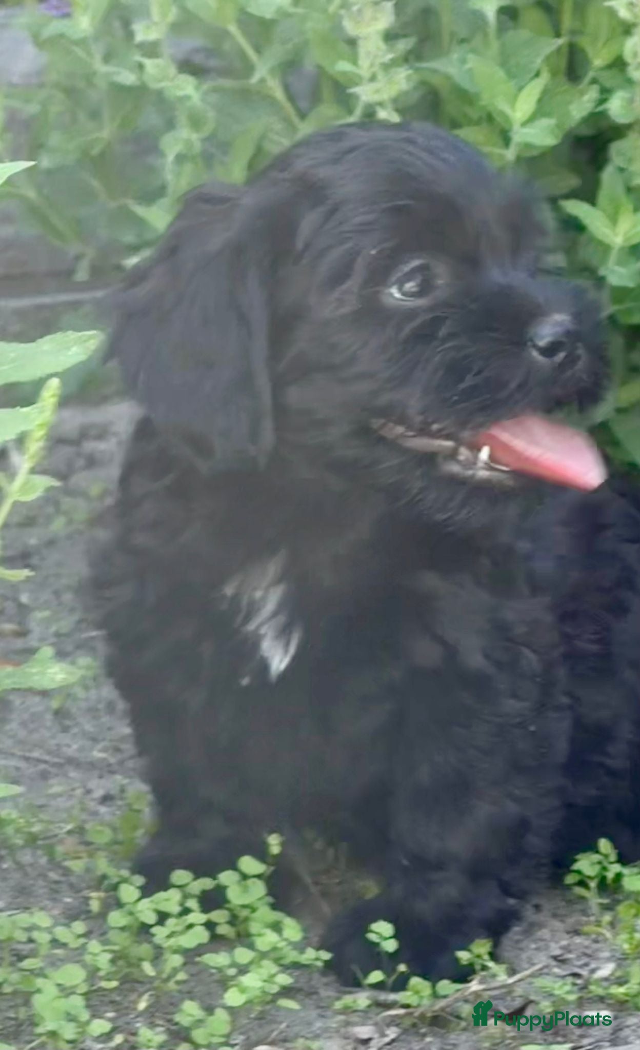 Cockapoo honden te koop: Cockapoo x boomer pups  - Advertentie 14