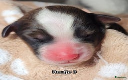 Australian Shepherd honden te koop: Australian Shepherd puppies geboren!  - Afbeelding 7