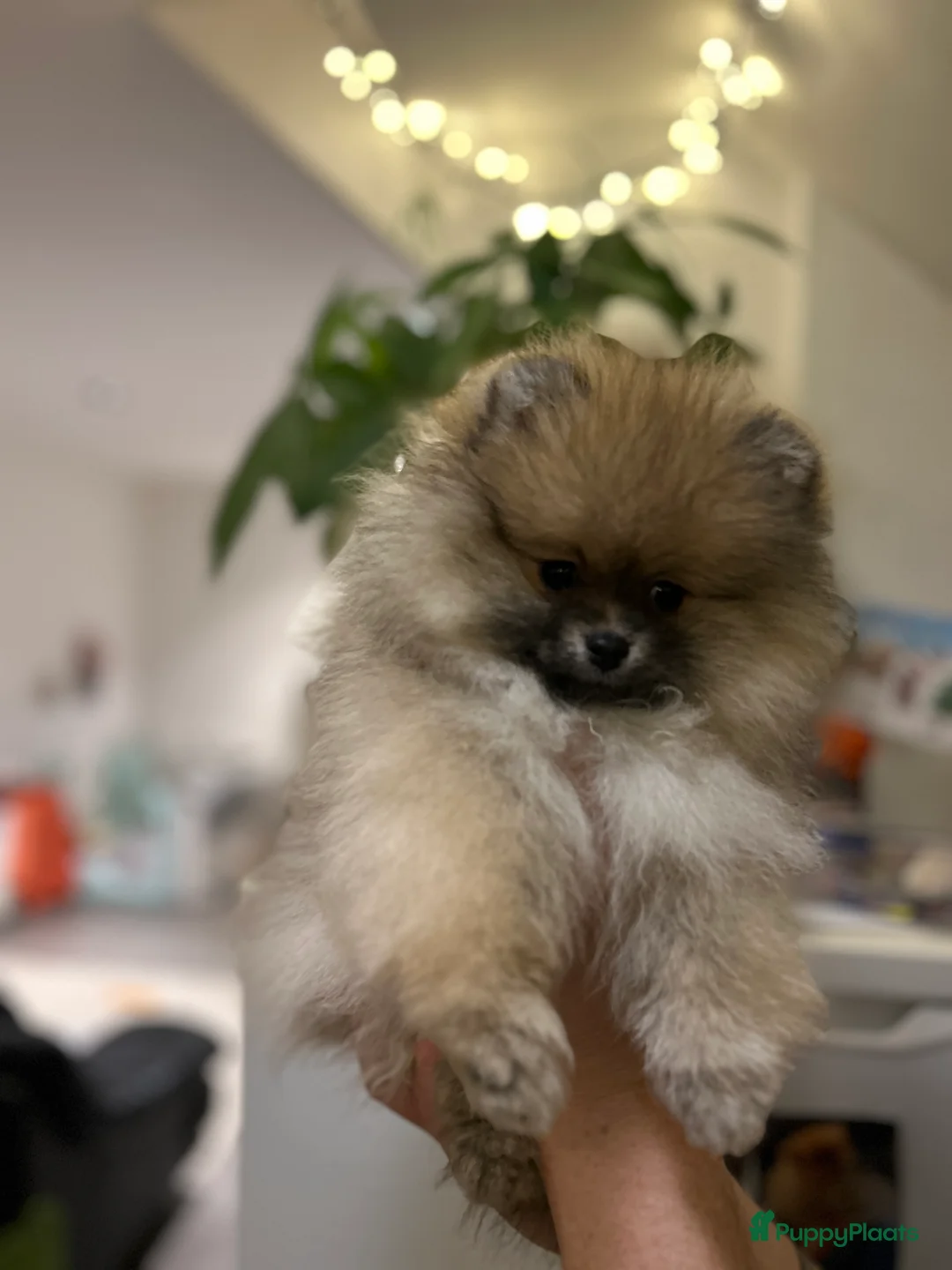 Pomeriaan honden te koop: ❤️Pomeranian❤️ - Advertentie 7