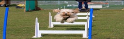 Australian Labradoodle honden te koop: Labradoodle medium ( Australian ) - Advertentie 5
