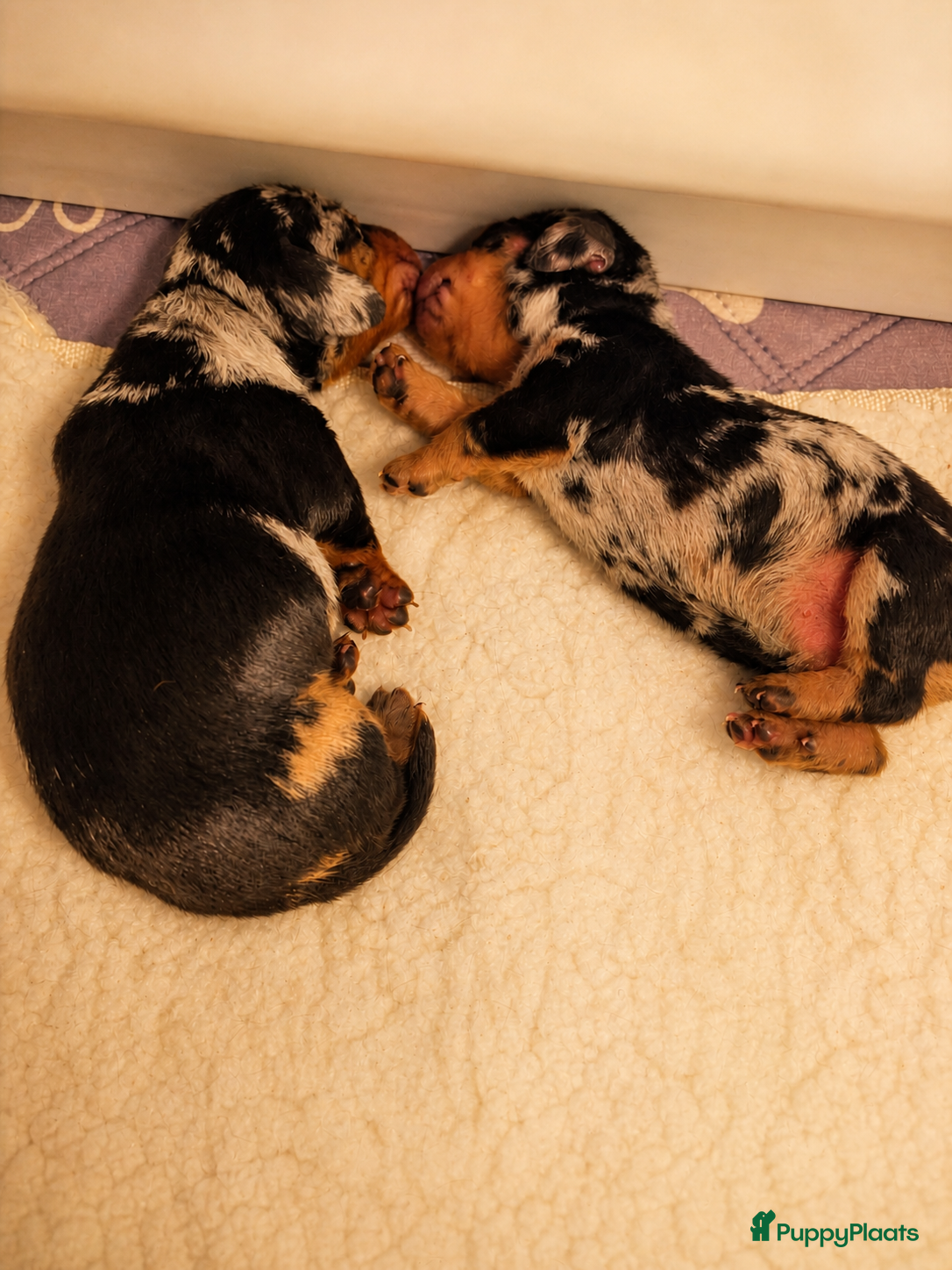 Kruising honden Lieve teckelpups beschikbaar - Advertentie 18