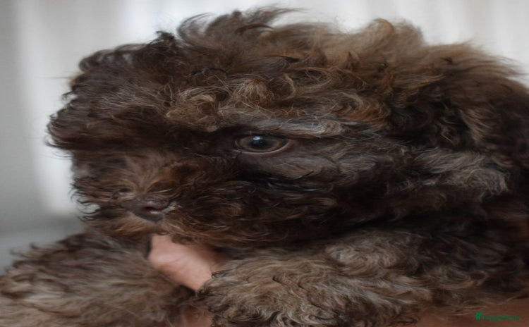 Bolonka Zwetna honden - Advertentie 11