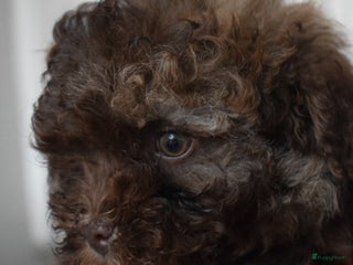 Bolonka Zwetna honden We hebben nog 1 ♂️ bolonka zwetna beschikbaar - Advertentie 1