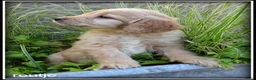 Labradoodle honden te koop: Labradoodle medium pups - Advertentie 16