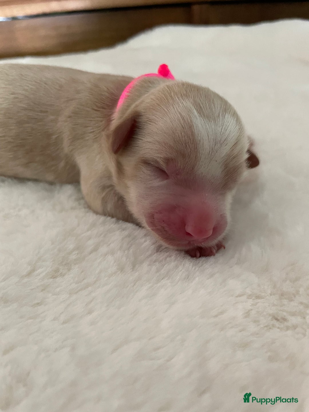 Australian Labradoodle honden te koop: Australian Labradoodle pups in Strijen - Afbeelding 13