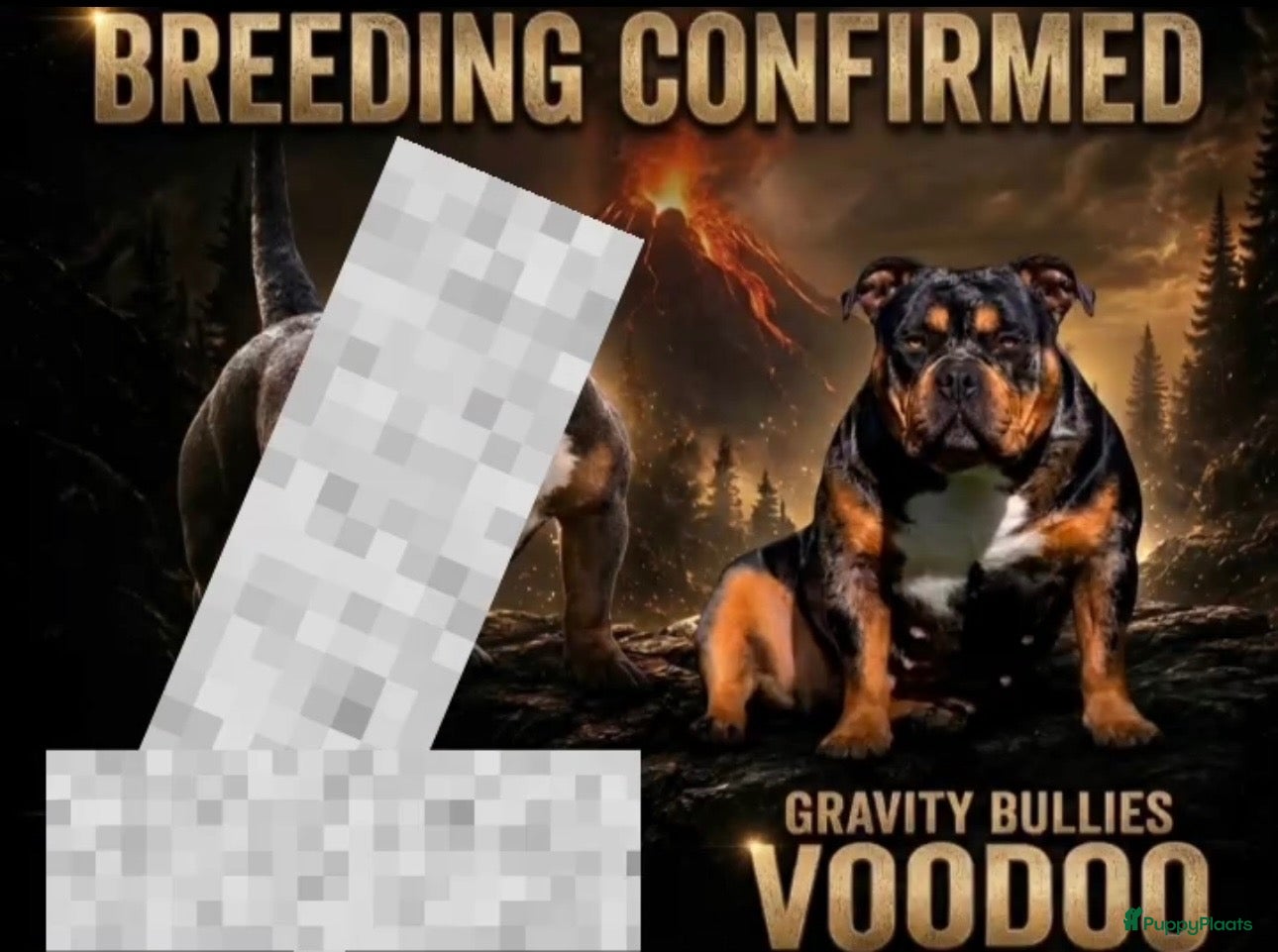 Amerikaanse Bully honden American Bully pocket pups verwacht  - Advertentie 2