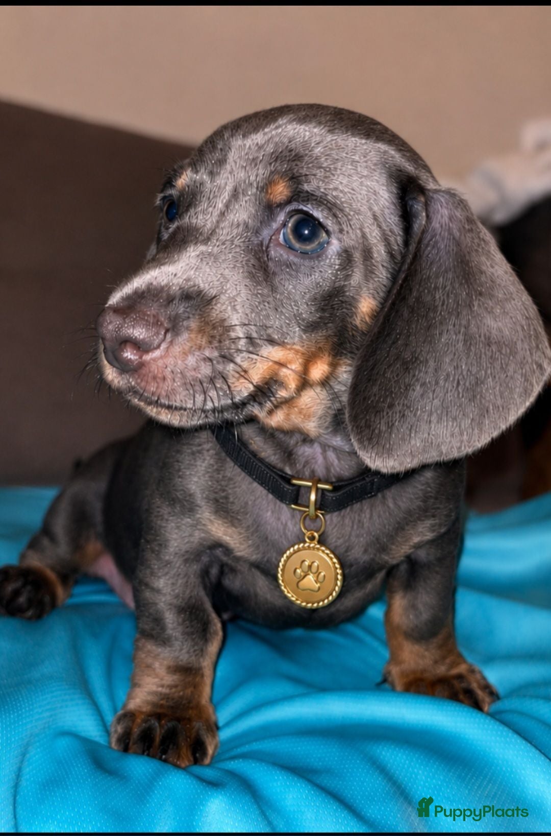 Teckel (korthaar)  honden 🐾 Prachtige Dwergteckel Blue & Tan pups 🐾 - Advertentie 6