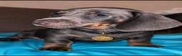 Teckel (korthaar)  honden te koop: 🐾 Prachtige Dwergteckel Blue & Tan pups 🐾 - Advertentie 1