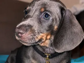Teckel (korthaar) honden 🐾 Prachtige Dwergteckel Blue & Tan pups 🐾 - Advertentie 6