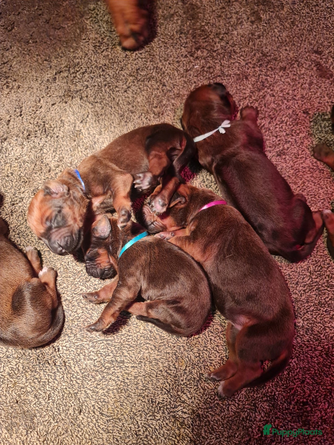 Rhodesian Ridgeback honden te koop: Rhodesian Ridgeback pups  - Advertentie 14