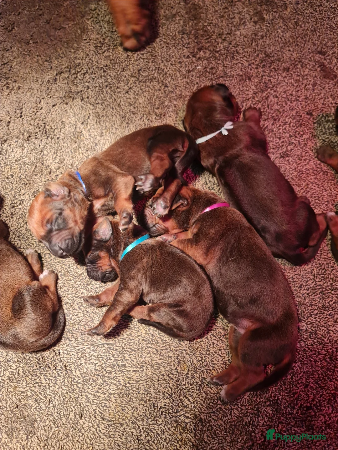 Rhodesian Ridgeback honden te koop: Rhodesian Ridgeback pups  - Advertentie 14