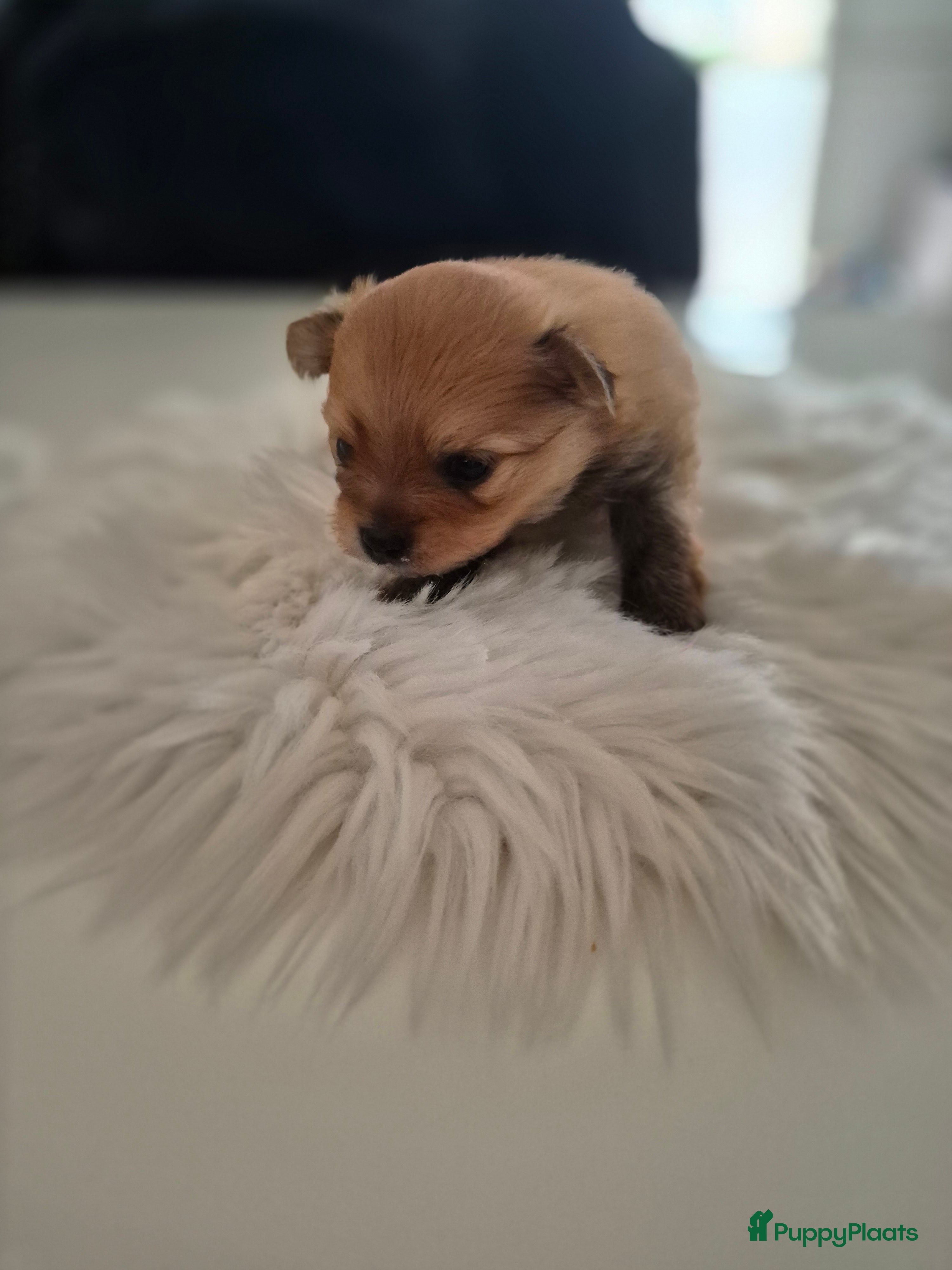 Pomeriaan honden nog 1 heel schattige teef🥰 - Advertentie 2