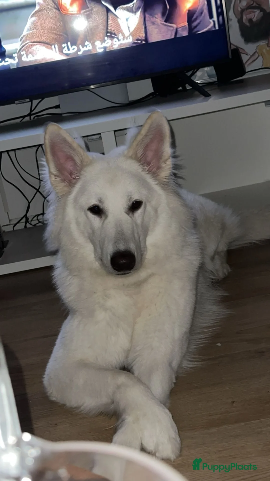 Zwitserse Witte Herdershond honden te koop: zwitserse herder - Advertentie 1