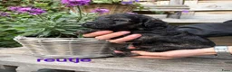 Labradoodle honden te koop: Prachtige labradoodle pups - Advertentie 4