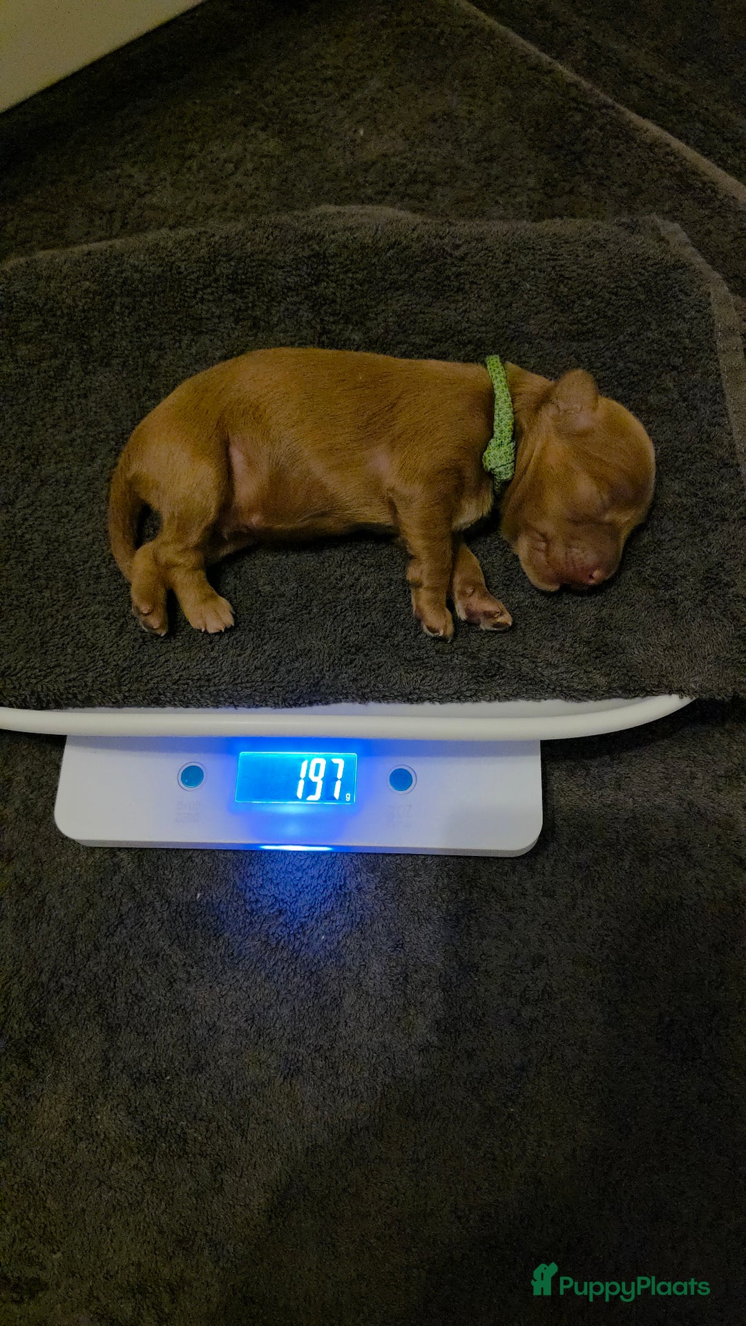 Australian Labradoodle honden te koop: Mini australian labradoodles - Advertentie 3