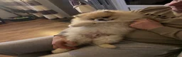 Pomeriaan honden te koop: eenjarige Pomeriaan 🐶 - Advertentie 3