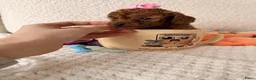 Poedel Toy honden te koop:  Toy Poedel schattige pups - Advertentie 2