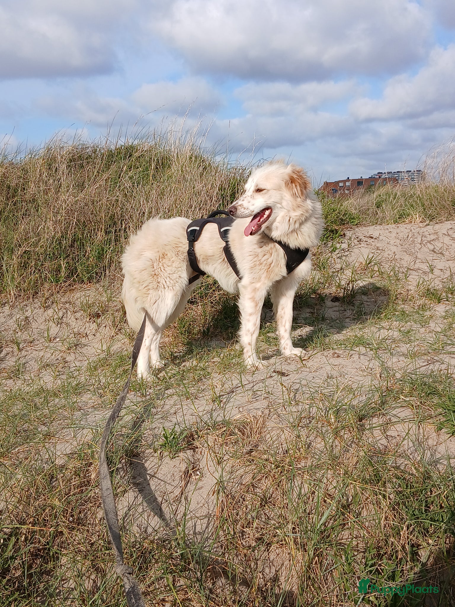 Kruising honden NEVE ZOEKT BAASJE - Advertentie 14