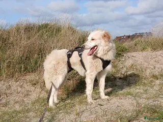 Kruising honden NEVE ZOEKT BAASJE - Advertentie 3
