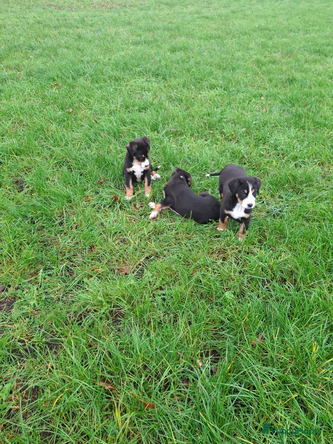 Grote Zwitserse Sennenhond honden te koop: Grote zwitserse sennen pups - Advertentie 2