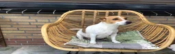 Jack Russel Terriër honden te koop: Mooie lieve Jack Russel puppy’s  - Advertentie 15