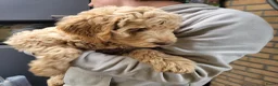Australian Labradoodle honden te koop: Aust. Labradoodle – sociaal&hypoallergeen - Advertentie 18