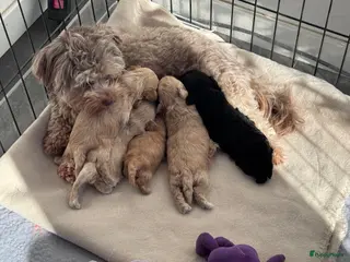 Kruising honden Mooie Havapoo pups - Advertentie 1