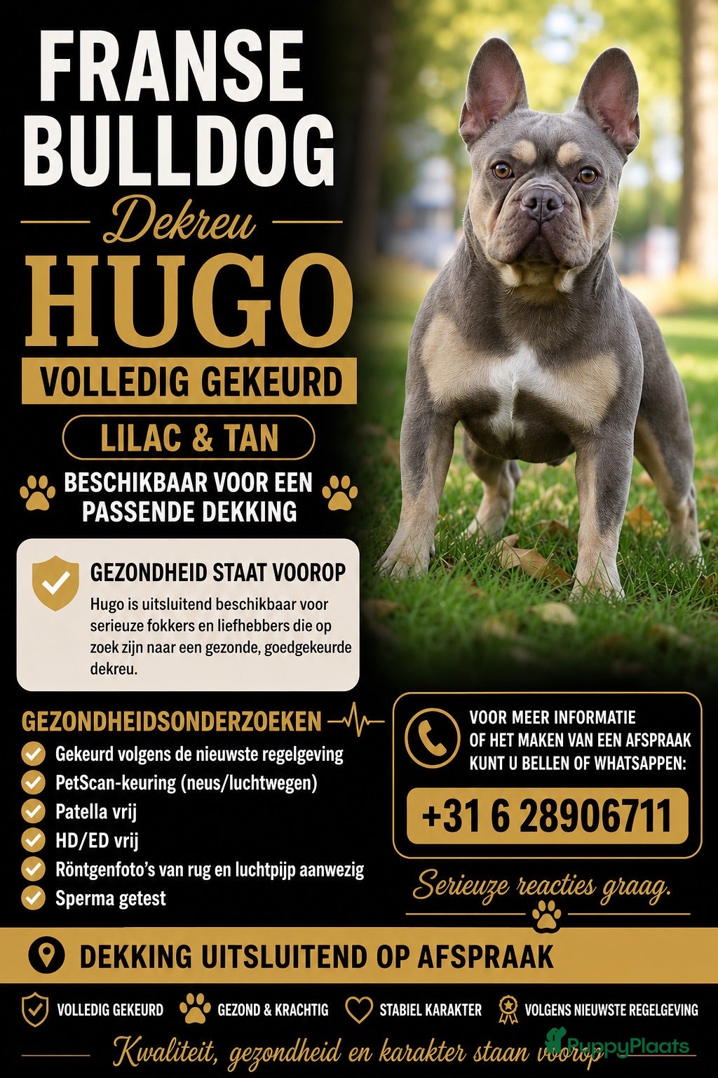 Franse Bulldog honden Franse bulldog dekreu - Advertentie 3