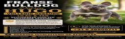 Franse Bulldog honden ter dekking: Franse bulldog dekreu - Advertentie 1