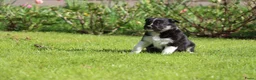Border Collie honden te koop: Border collie pup - Advertentie 5