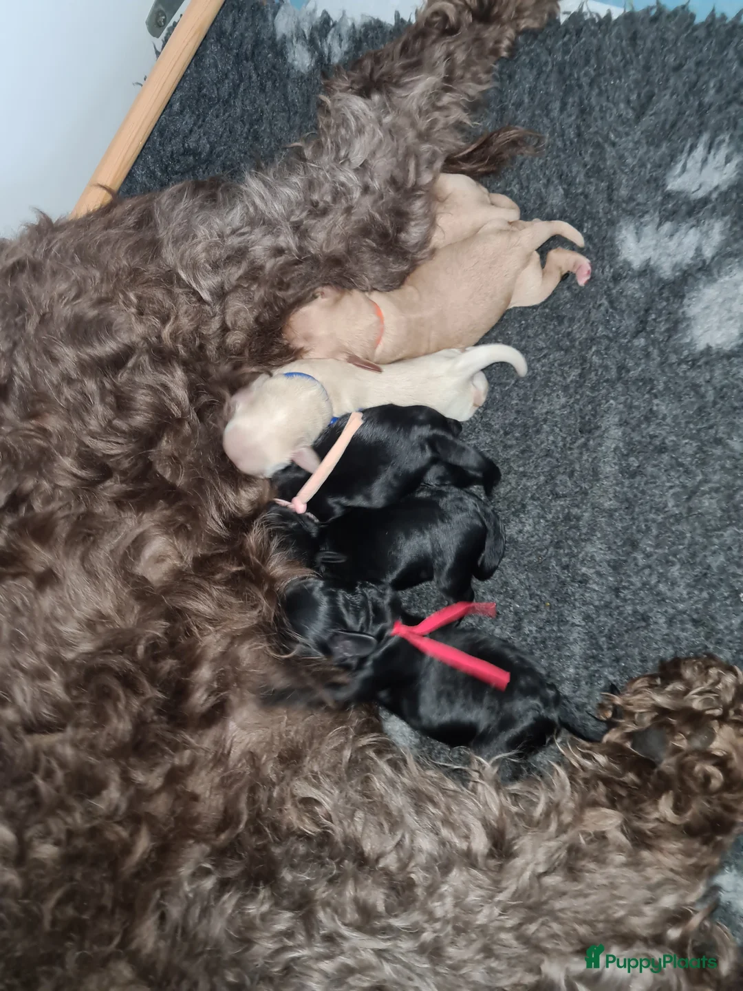 Cockapoo honden te koop: Cockapoo pups - Advertentie 4