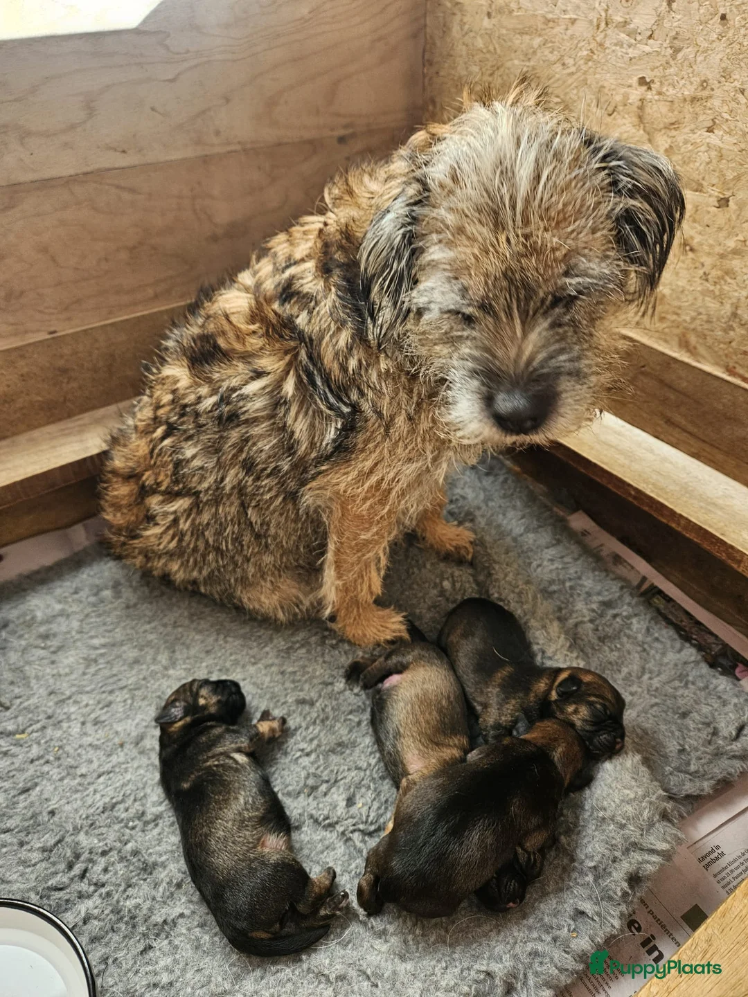 Border Terriër honden te koop: Border terriër pups - Advertentie 3