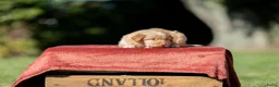 Nova Scotia Duck Tolling Retriever honden te koop: Gesocialiseerde Toller pups beschikbaar! - Advertentie 4