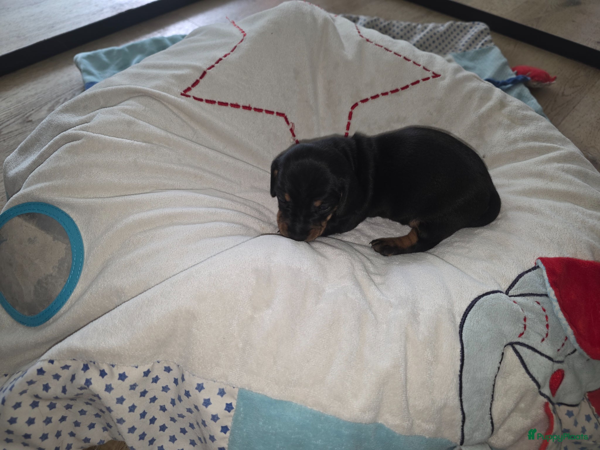 Teckel (korthaar)  honden te koop: ❤️ Prachtige, sociale, lieve dwergteckel pups ❤️ - Advertentie 20