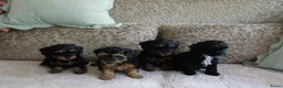 Kruising honden te koop: Maltipoo black & tan  een zwart met witte bles - Advertentie 26