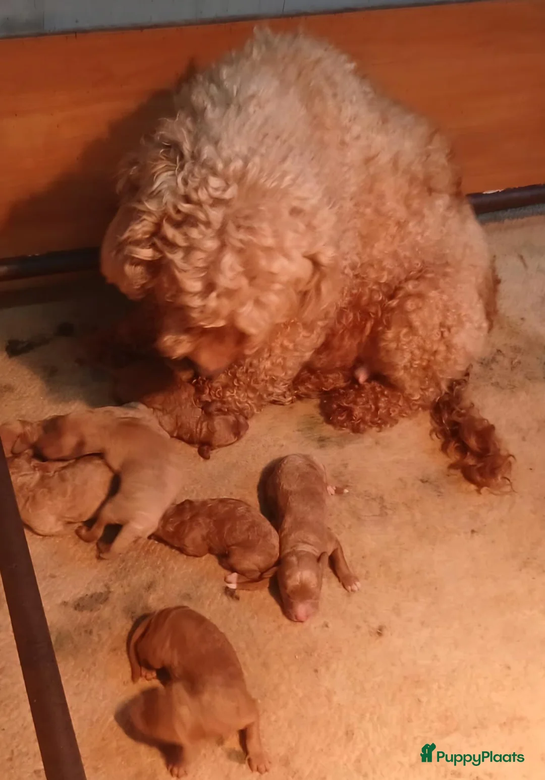 Labradoodle honden te koop: Labradoodle pup mini F3 abrikoos teefje - Advertentie 5