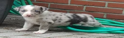 Kruising honden te koop: Border Collie Kruising pups  in Onstwedde - Advertentie 3