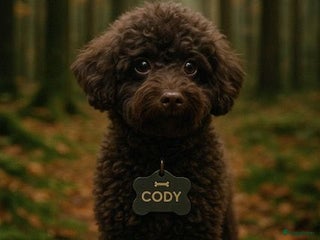 Poedel Toy honden - Advertentie 20