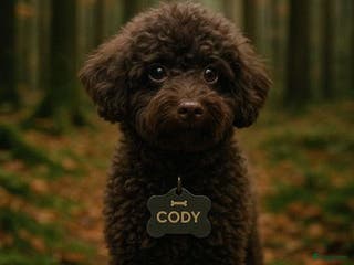 Poedel Toy honden choco toy poedel dekreu - Advertentie 6