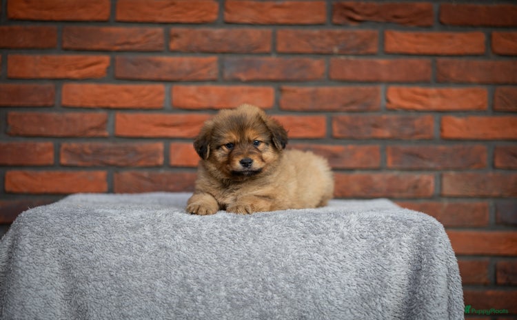 Kruising honden - Advertentie 1