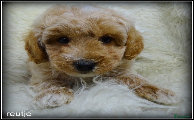 Maltipoo honden Maltipoo F1b pups teefjes - Advertentie 4