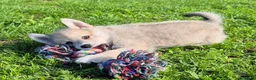Kruising honden te koop: Pomsky pups (1/4 Shiba inu) - Advertentie 9
