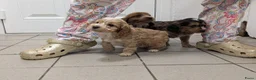 Cockapoo honden te koop: COCKAPOO-PUPPY’S 2 REUTJES & 1 TEefJE BESCHIKBAAR! in Amsterdam - Advertentie 14