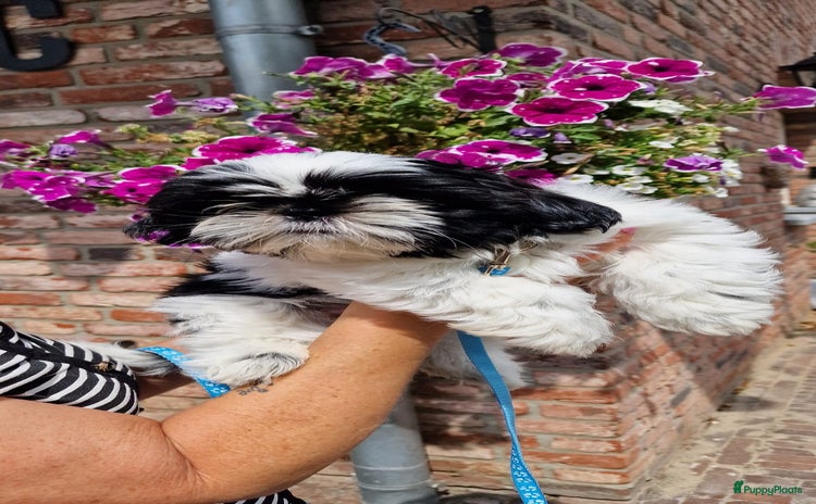 Shih Tzu honden - Advertentie 2
